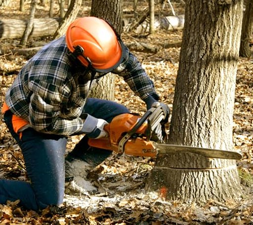 Tree Removal in Concord, AR